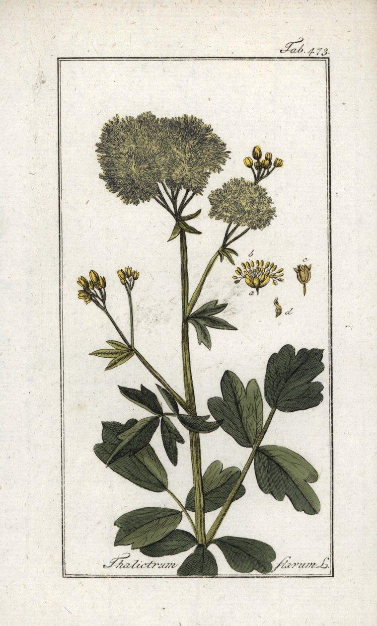 Pigamomo amarelo (Thalictrum flavum). Litografia de "Afbeelding der Artseny-Gewassen" de Johannes Zorn (1739-1799), Países Baixos de Unbekannter Künstler