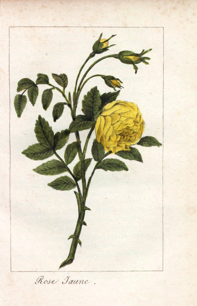 Rosa amarela, rosa amarela, Rosa lutea. Gravura em chapa de cobre colorida à mão de uma ilustração de Miss Prudhomme de "Hommage rendu a la Rose", Paris, cerca de 1815. Um livro de oferta com a história da rosa e uma dúzia de miniaturas botânicas. de Unbekannter Künstler