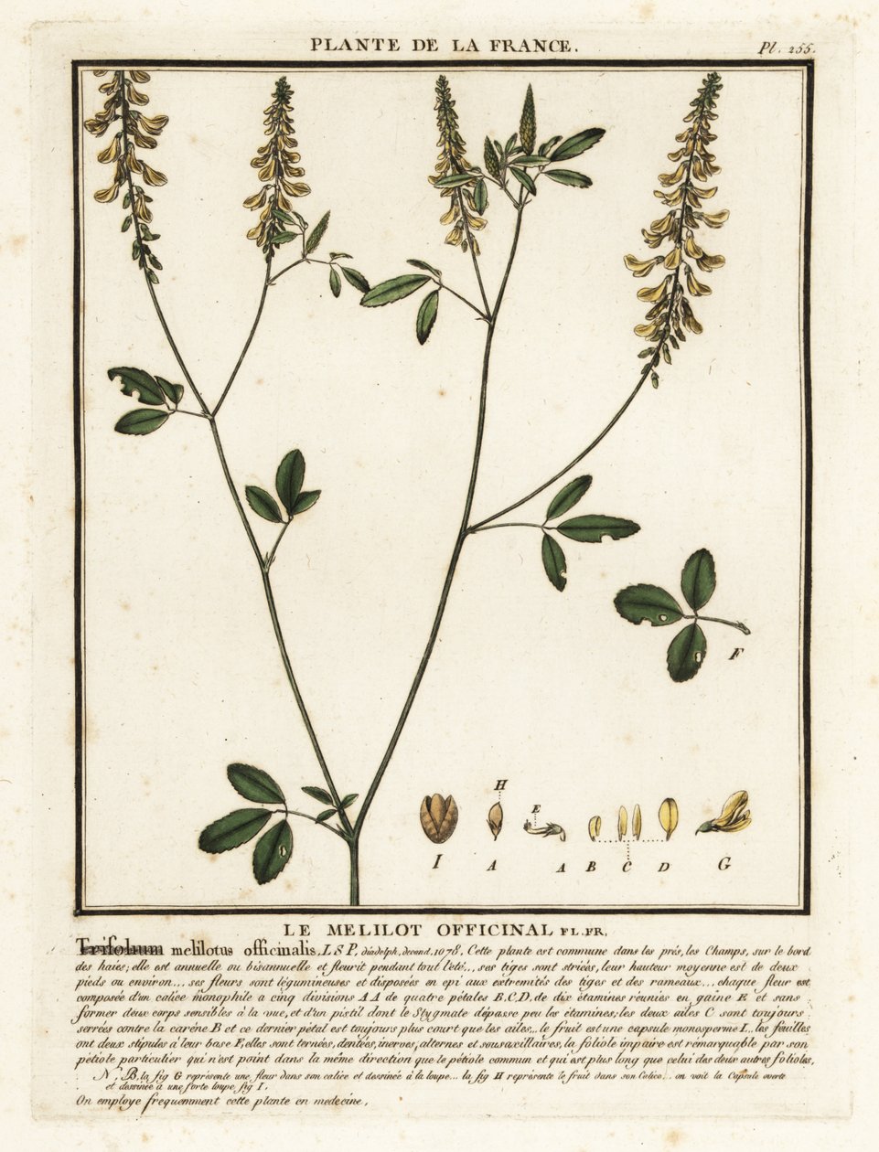 Trevo doce amarelo, melilot amarelo, melilot com nervuras, Melilotus m de Unbekannter Künstler
