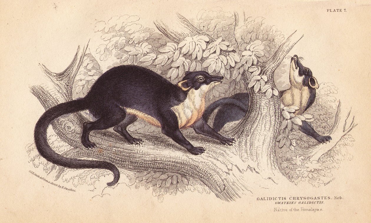 Marta de garganta amarela, Martes flavigula (Galidictis chrysogastes). Gravura em metal aço colorida à mão por Lizars, após uma ilustração de Charles Hamilton Smith a partir de um esboço de R. G. Watkin da Naturalist