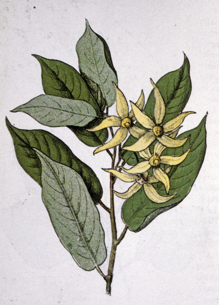 Ylang Ylang, início do século XX (gravura) de Unbekannter Künstler