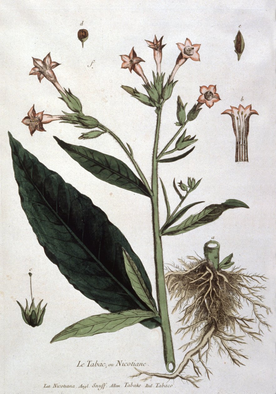 Planta jovem de tabaco, início do século XIX (litografia) de Unbekannter Künstler