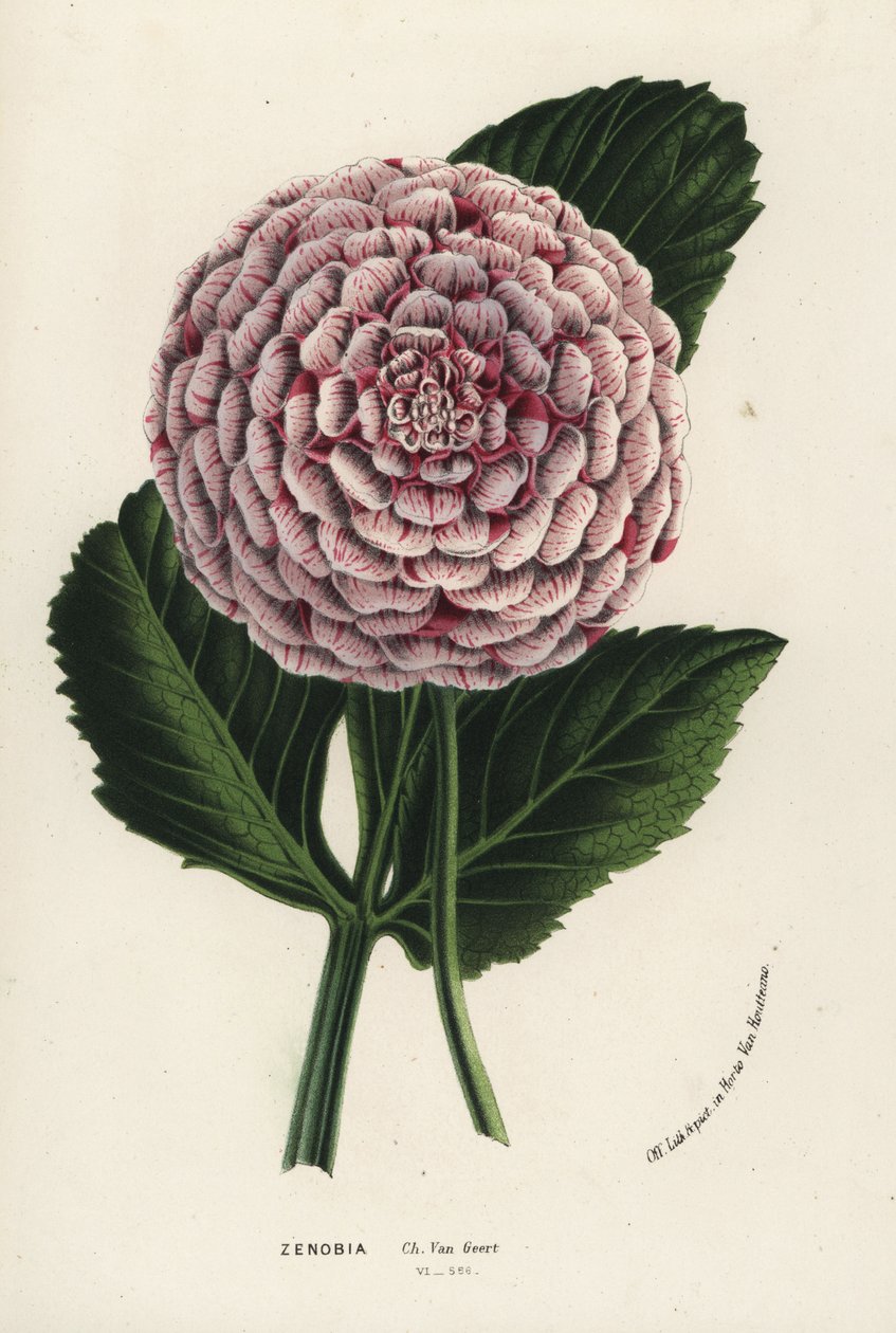 Híbrido de dália Zenobia, Dahlia coccinea. Litografia colorida à mão da obra de Louis van Houtte e Charles Lemaire, Flowers of the Gardens and Hothouses of Europe, Flore des Serres et des Jardins de l
