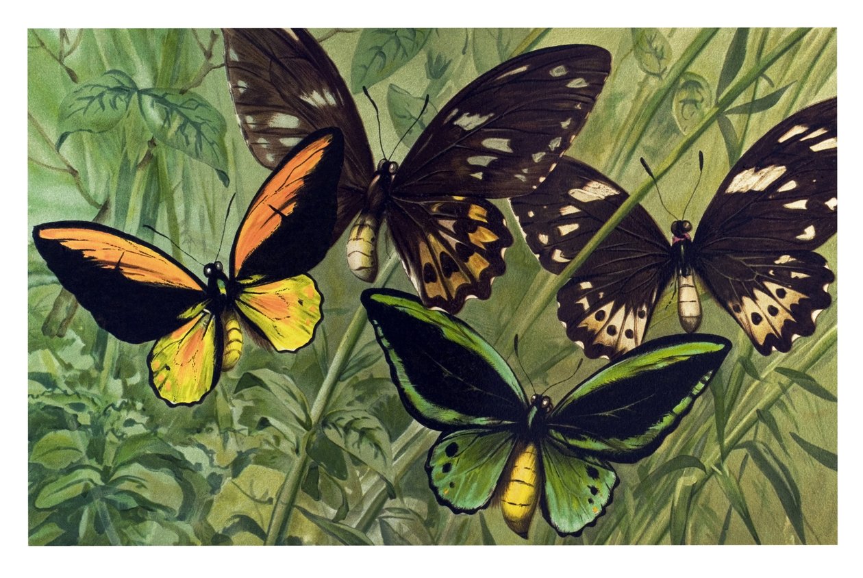 Gráfico zoológico: Borboleta o Cresus (Ornithoptera croesus), macho e fêmea de Unbekannter Künstler