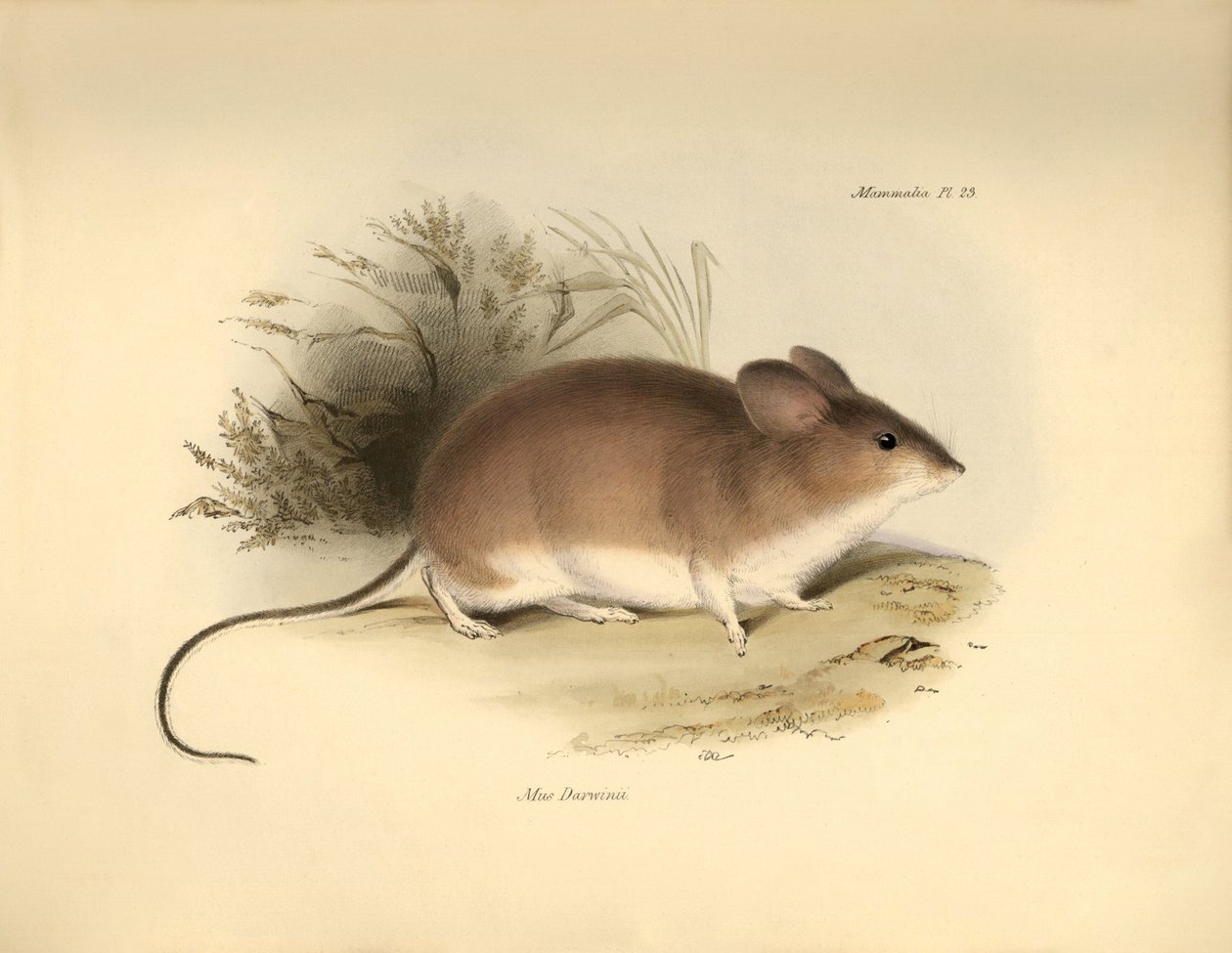 Zoologia: O "Mud Darwinii" ou rato de Darwin descrito por Charles Darwin durante a sua viagem de exploração a bordo do Beagle. Placa de "The Zoology of the voyage of H.M.S. Beagle under the command of Captain Fitzroy during the years 1832 to 1836 edited an de Unbekannter Künstler