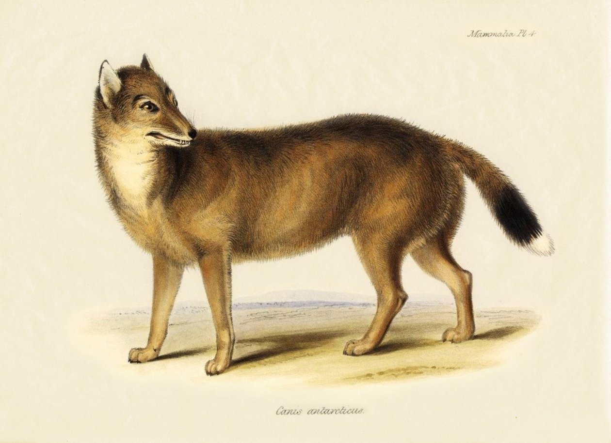 Zoologia: Raposa das Malvinas (Canis antarticus) observada por Charles Darwin (1809-1882) na sua viagem a bordo do Beagle. Placa de "The Zoology of the Voyage of H.M.S. Beagle Under the Command of Captain Fitzroy, R.N., during the Years 1832 to 1836" (Zool de Unbekannter Künstler