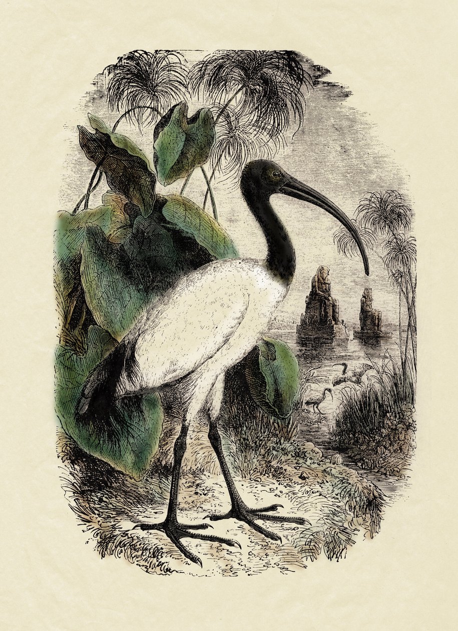 Zoologia: Íbis-sacra (Threskiornis aethiopicus), gravura do século XIX de Unbekannter Künstler