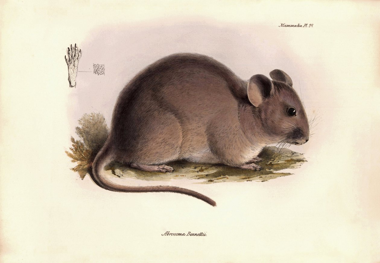 Zoologia: O "Abrocoma Bennettii" ou chinchila Bennett descrito por Charles Darwin durante a sua viagem de exploração a bordo do Beagle. Placa de "A Zoologia da viagem do H.M.S. Beagle sob o comando do Capitão Fitzroy durante os anos de 1832 a 1836 de Unbekannter Künstler
