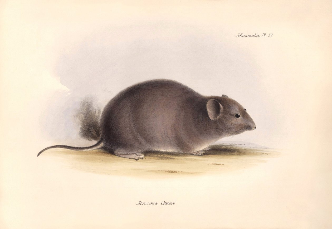 Zoologia: O "Arocoma Cuvieri" ou Abocoma de Cuvier descrito por Charles Darwin durante a sua viagem de exploração a bordo do Beagle. Placa de "The Zoology of the voyage of H.M.S. Beagle under the command of Captain Fitzroy during the years 1832 to 1836 edi de Unbekannter Künstler