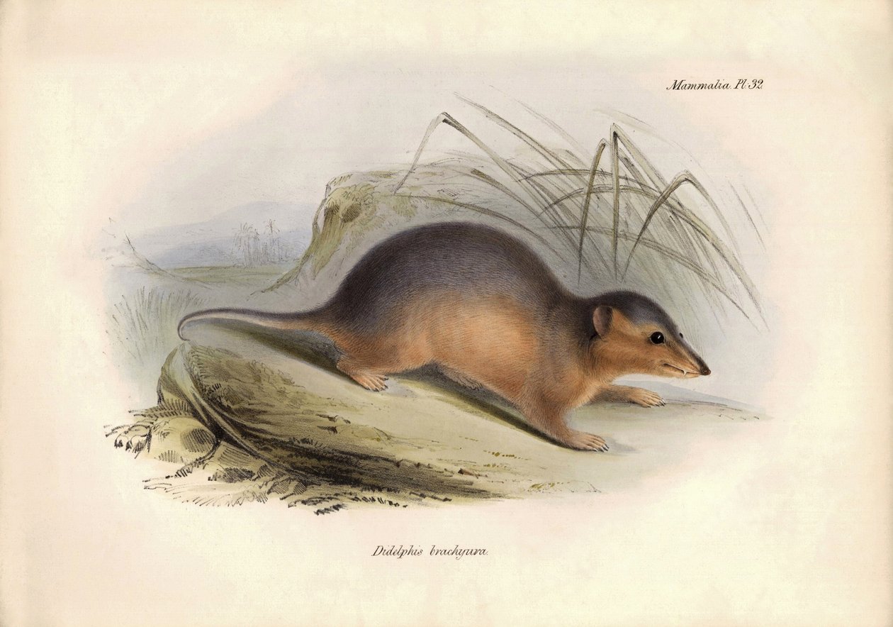 Zoologia: O "Didelphis brachiura", da família dos gambás, descrito por Charles Darwin durante a sua viagem de exploração a bordo do Beagle. Placa de "A Zoologia da viagem do H.M.S. Beagle sob o comando do Capitão Fitzroy durante os anos de 1832 a 1836 de Unbekannter Künstler