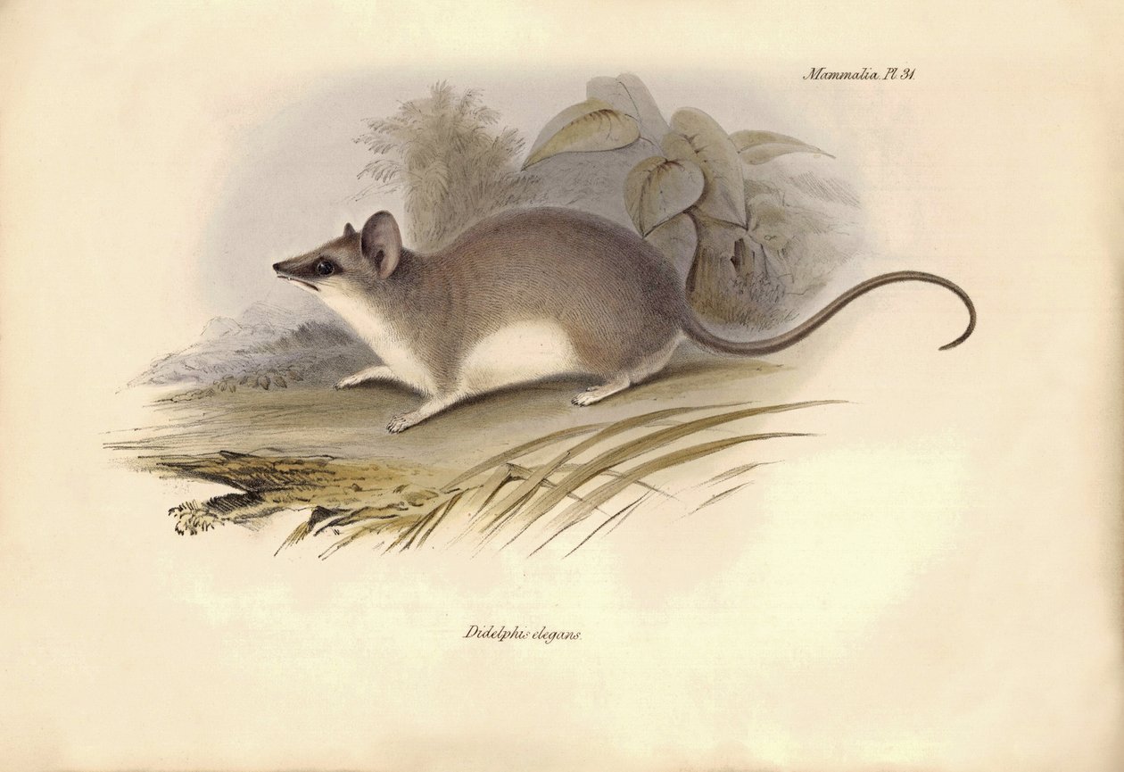 Zoologia: O "Didelphis elegans", da família dos gambás, descrito por Charles Darwin durante a sua viagem de exploração a bordo do Beagle. Placa de "A Zoologia da viagem do H.M.S. Beagle sob o comando do Capitão Fitzroy durante os anos de 1832 a 1836 de Unbekannter Künstler