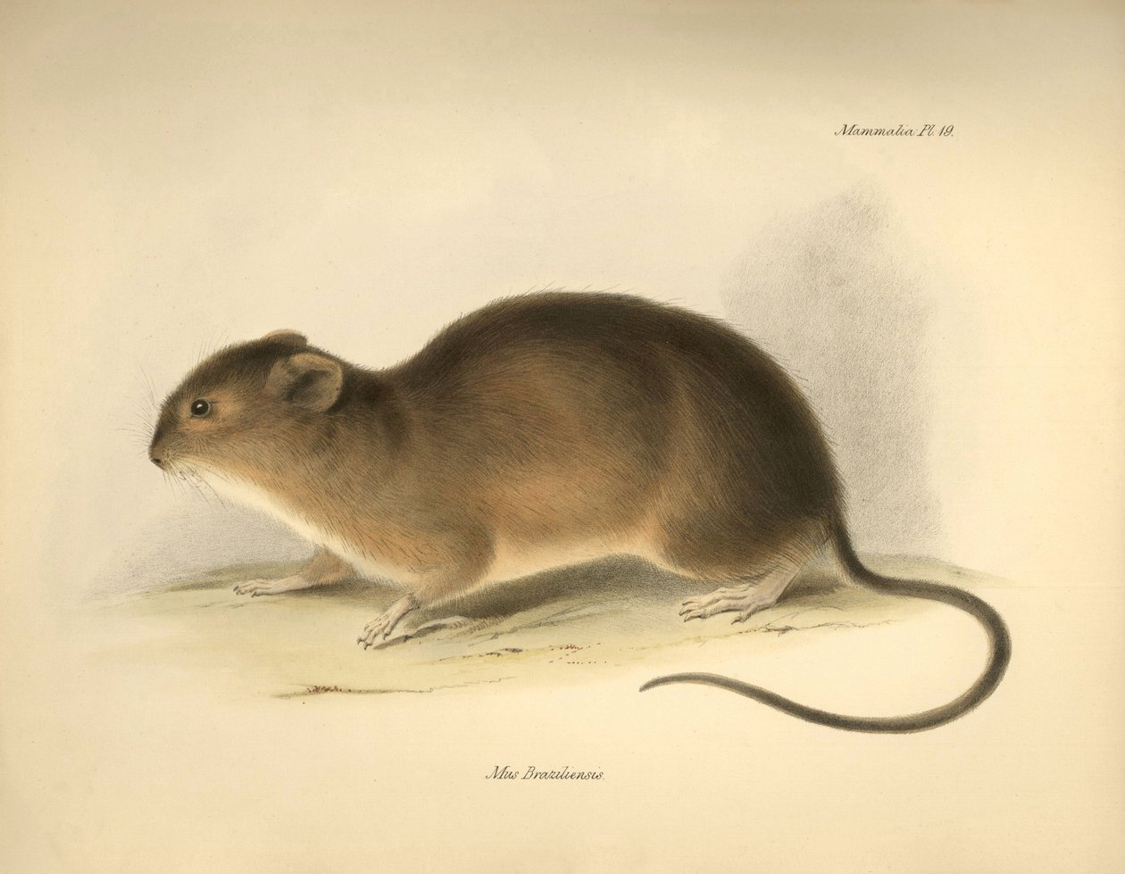 Zoologia: O "Mus braziliensis" ou rato do Brasil descrito por Charles Darwin durante a sua viagem de exploração a bordo do Beagle. Placa de "A Zoologia da viagem do H.M.S. Beagle sob o comando do Capitão Fitzroy durante os anos de 1832 a 1836 edi de Unbekannter Künstler