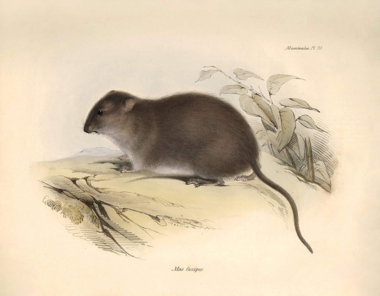 Zoologia: O "Mus fuscipes" ou roedor da costa australiana descrito por Charles Darwin durante a sua viagem de exploração a bordo do Beagle. Placa de "The Zoology of the voyage of H.M.S. Beagle under the command of Captain Fitzroy during the years 1832 to de Unbekannter Künstler