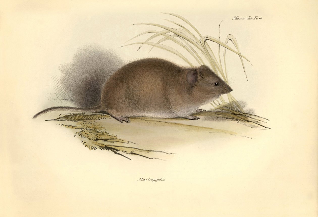 Zoologia: O "Mus longipilis" (da família das ratazanas do campo) descrito por Charles Darwin durante a sua viagem de exploração a bordo do Beagle. Placa de "The Zoology of the voyage of H.M.S. Beagle under the command of Captain Fitzroy during the years 18 de Unbekannter Künstler