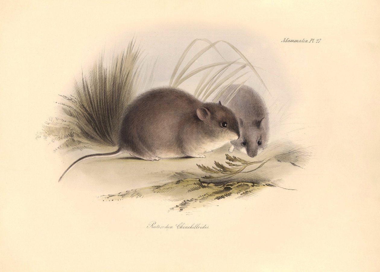 Zoologia: O "Reithrodon Chinchilloides" ou Chinchila da Patagónia descrito por Charles Darwin durante a sua viagem de exploração a bordo do Beagle. Placa de "A Zoologia da viagem do H.M.S. Beagle sob o comando do Capitão Fitzroy durante os anos 1 de Unbekannter Künstler
