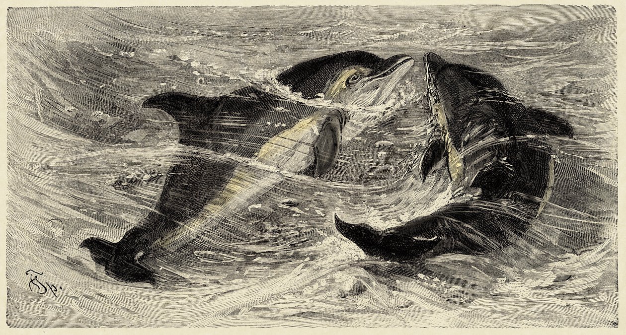 Zoologia: golfinhos (delphinus delphis) descritos e ilustrados por Carlo Vogt e Federico Specht em "Natural history illustree: mammals" 1884 de Unbekannter Künstler