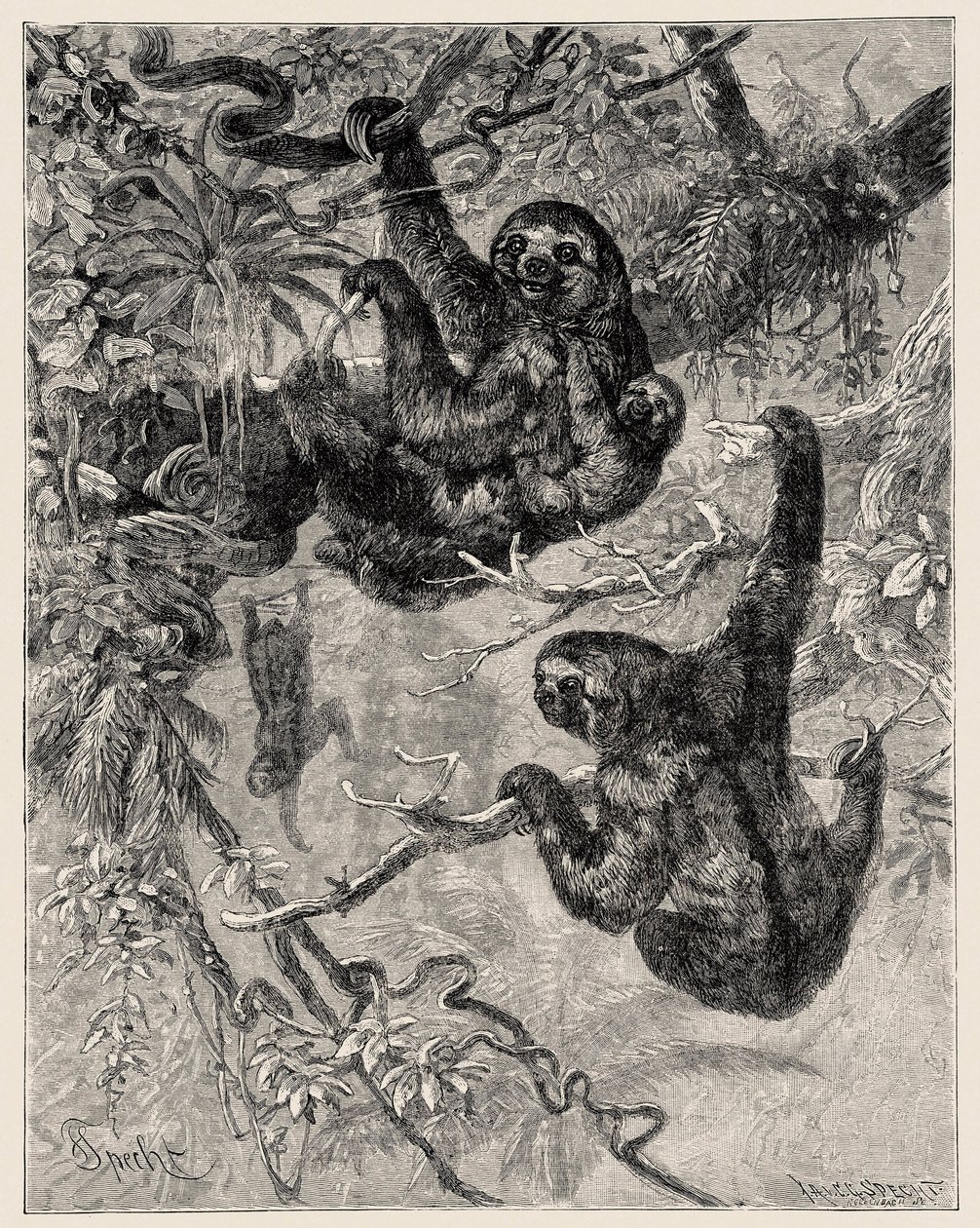Zoologia: preguiçoso (Ai - Bradypus tridactylus) descrito e ilustrado por Carlo Vogt e Federico Specht em "Illustree Natural History: Mamíferos" 1884 de Unbekannter Künstler