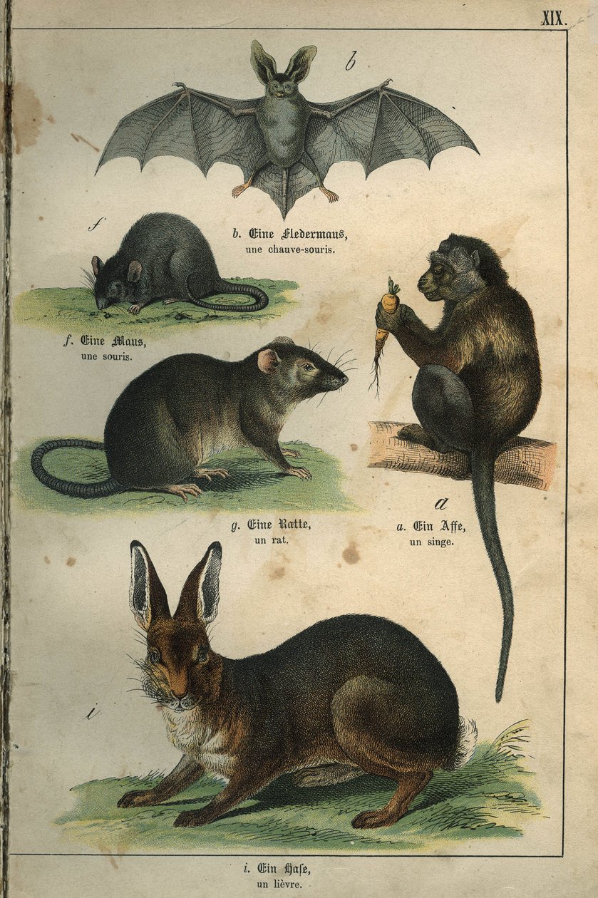 Zoologia: representação de um morcego, um rato, um rato, um macaco, uma lebre. Placa de um dicionário infanto-juvenil franco-alemão de Unbekannt