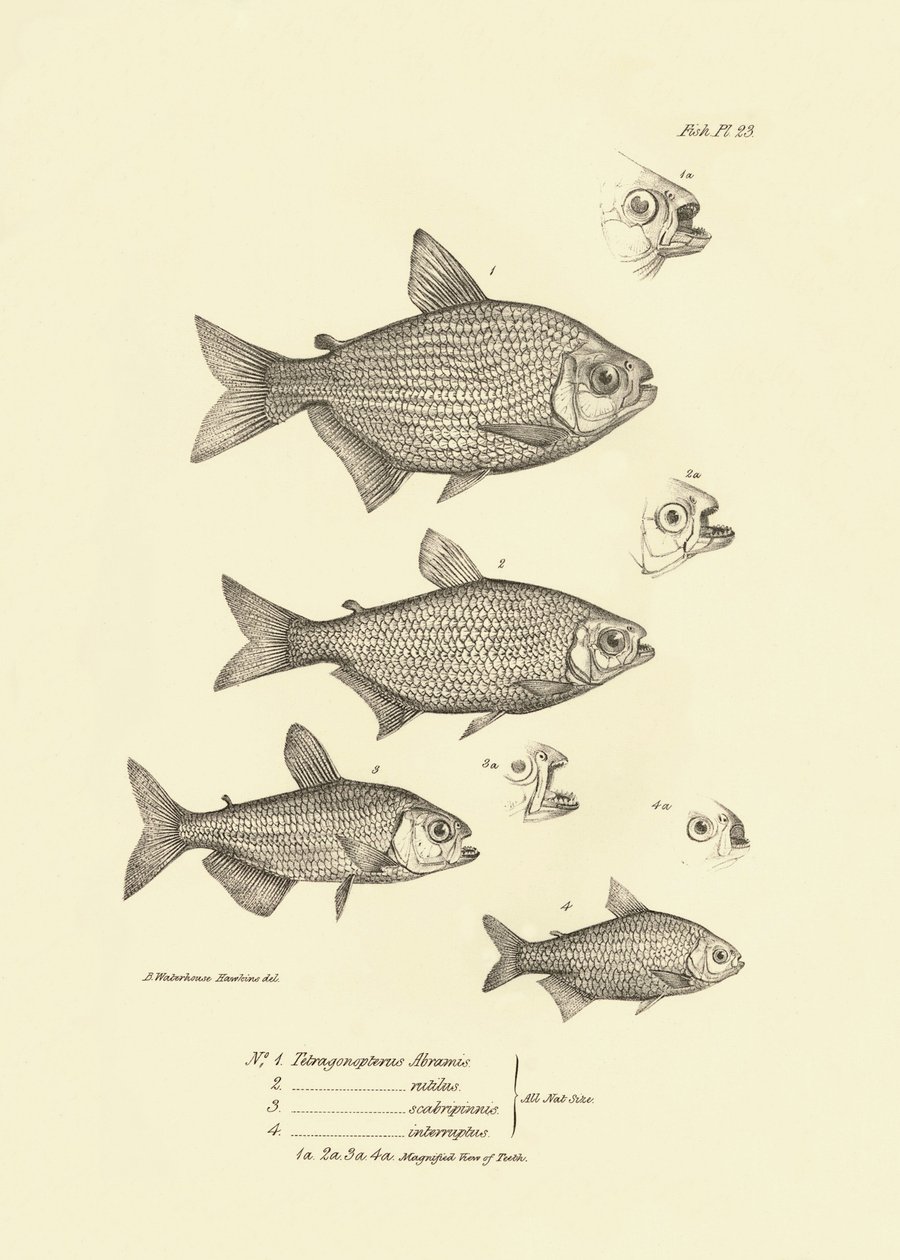 Zoologia: representação do peixe "Tetragonopterus Abramis, rutilus, scabripinnis, interruptus" descrito por Charles Darwin durante a sua viagem a bordo do Beagle. Placa de "The zoology of the voyage of H.M.S. Beagle under the command of Captaain Fitzroy du de Unbekannter Künstler