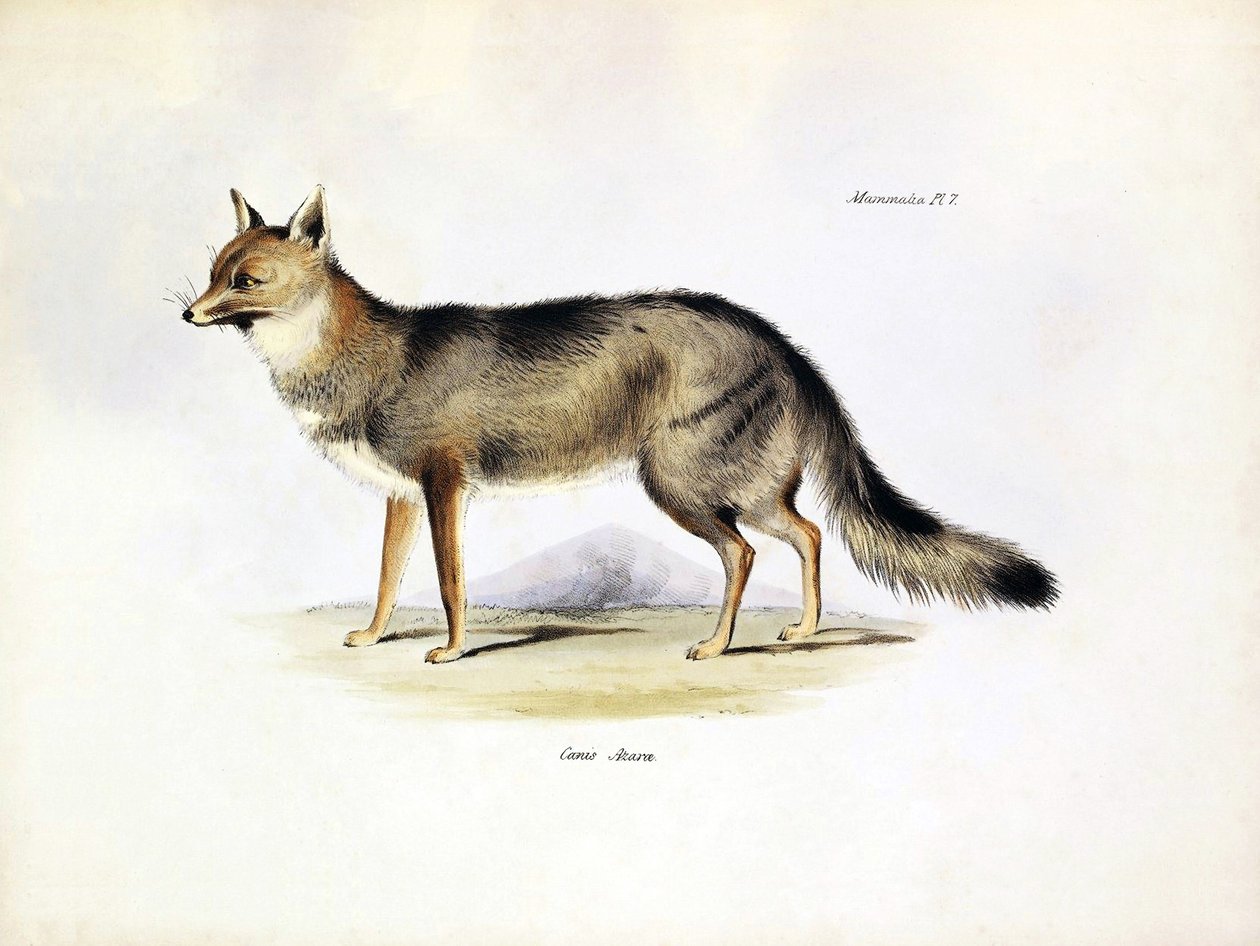 Zoologia: representação da raposa "Canis Azarae" da América do Sul descrita por Charles Darwin na sua viagem a bordo do Beagle. Placa de "The zoology of the voyage of H.M.S. Beagle under the command of Captaain Fitzroy during the years 1832-1836" (A zoolog de Unbekannter Künstler