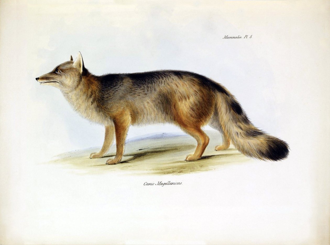Zoologia: representação da raposa sul-americana "Canis fulvipes" descrita por Charles Darwin na sua viagem a bordo do Beagle. Placa de "The zoology of the voyage of H.M.S. Beagle under the command of Captaain Fitzroy during the years 1832-1836" (A zoologia de Unbekannter Künstler