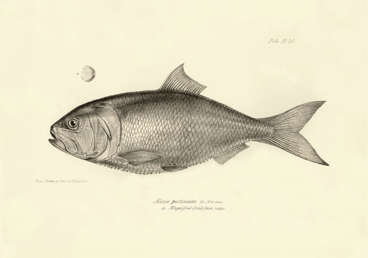 Zoologia: representação do peixe "Alosa pectinata" descrito por Charles Darwin durante a sua viagem a bordo do Beagle. Placa de "The zoology of the voyage of H.M.S. Beagle under the command of Captaain Fitzroy during the years 1832-1836" (Zoologia da viage de Unbekannter Künstler