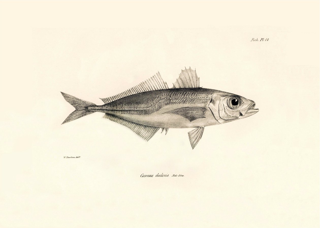 Zoologia: representação do peixe "Caranx declivis" descrito por Charles Darwin durante a sua viagem a bordo do Beagle. Prato de "The zoology of the voyage of H.M.S. Beagle under the command of Captaain Fitzroy during the years 1832-1836" (A zoologia da via de Unbekannter Künstler