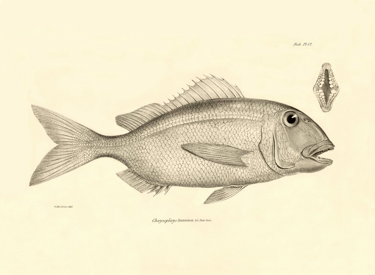 Zoologia: representação do peixe "Chrysophrys taurina" descrito por Charles Darwin na sua viagem a bordo do Beagle. Placa de "The zoology of the voyage of H.M.S. Beagle under the command of Captaain Fitzroy during the years 1832-1836" (A zoologia da viagem de Unbekannter Künstler