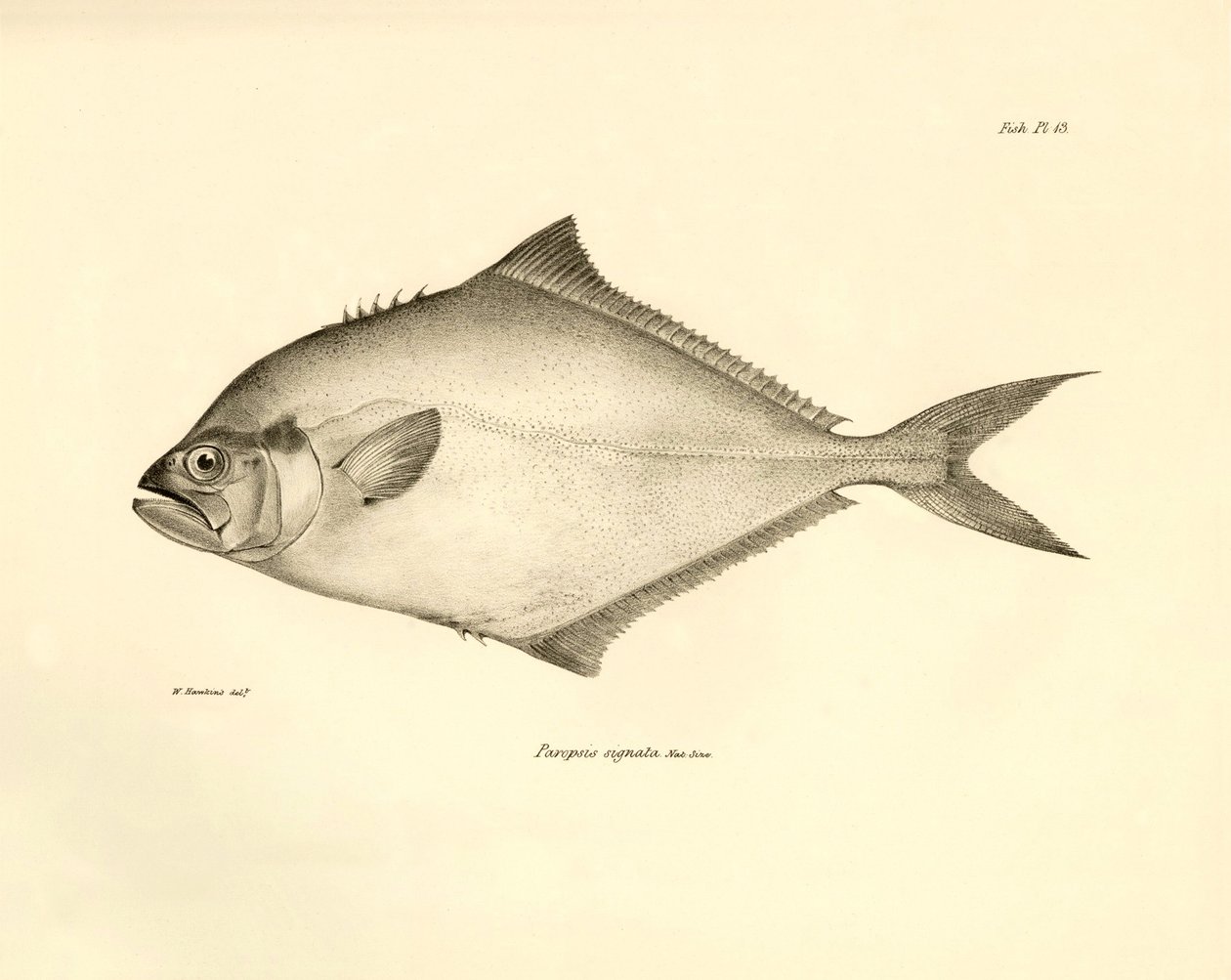 Zoologia: representação do peixe "Paropsis signata" descrito por Charles Darwin durante a sua viagem a bordo do Beagle. Prato de "The zoology of the voyage of H.M.S. Beagle under the command of Captaain Fitzroy during the years 1832-1836" (A zoologia da vi de Unbekannter Künstler