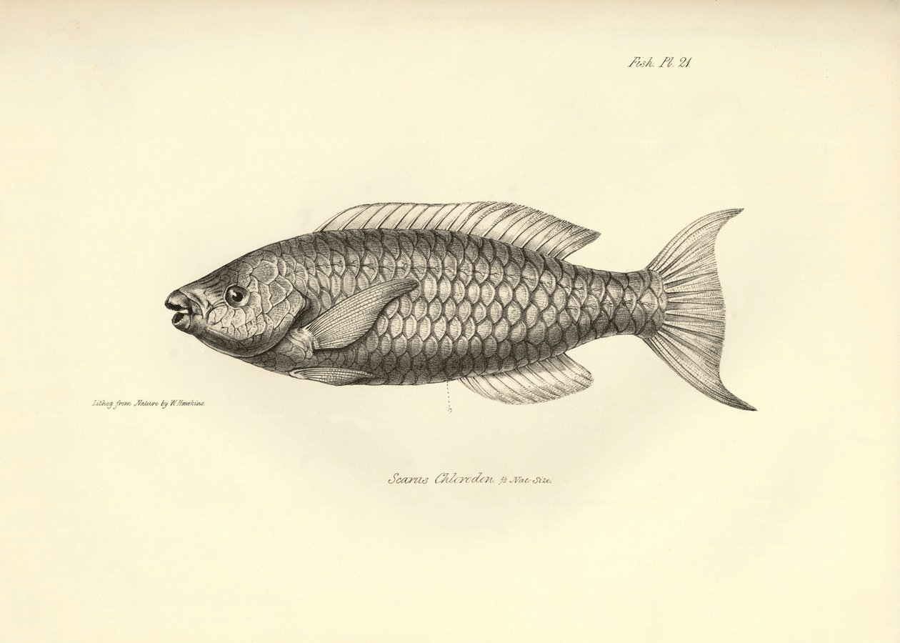 Zoologia: representação do peixe "Scarus Chlorodon" descrito por Charles Darwin durante a sua viagem a bordo do Beagle. Prato de "The zoology of the voyage of H.M.S. Beagle under the command of Captaain Fitzroy during the years 1832-1836" (A zoologia da vi de Unbekannter Künstler
