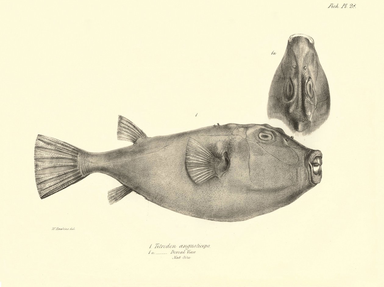 Zoologia: representação do peixe "Tetrodon (Tetraodon) angusticeps" descrito por Charles Darwin durante a sua viagem a bordo do Beagle. Placa de "The zoology of the voyage of H.M.S. Beagle under the command of Captaain Fitzroy during the years 1832-18 de Unbekannter Künstler