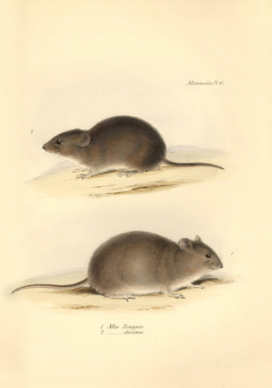 Zoologia: o "Mus Renggeri" e o "Mus obscurus" (ratos) descritos por Charles Darwin durante a sua viagem de exploração a bordo do Beagle. Placa da "Zoologia da viagem do H.M.S. Beagle sob o comando do Capitão Fitzroy durante os anos de 1832 a 183 de Unbekannter Künstler