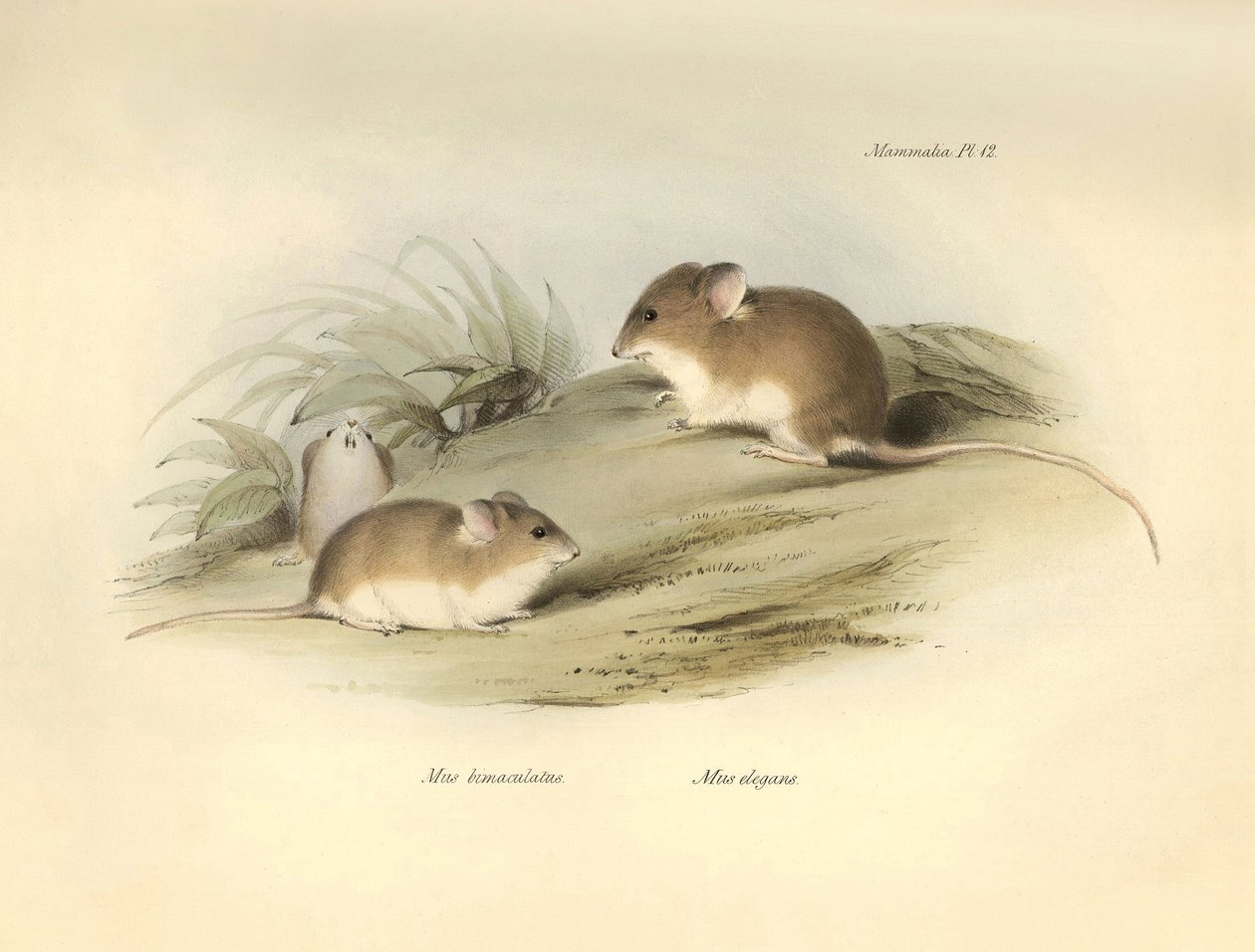Zoologia: o "Mus albimaculatus" e o "Mus elegans" (rato) descritos por Charles Darwin durante a sua viagem de exploração a bordo do Beagle. Placa de "The Zoology of the voyage of H.M.S. Beagle under the command of Captain Fitzroy during the years 1832 to 1 de Unbekannter Künstler