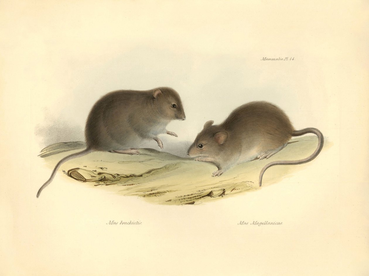 Zoologia: o "Mus brachiotis" e o Mus "Magellanicus" (ratos) descritos por Charles Darwin durante a sua viagem de exploração a bordo do Beagle. Placa de "The Zoology of the voyage of H.M.S. Beagle under the command of Captain Fitzroy during the years 1832 t de Unbekannter Künstler