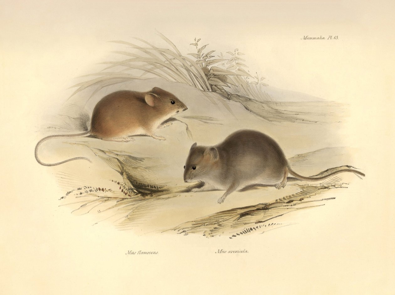 Zoologia: o "Mus flavescens" e o "Mus arenicola" (ratos) descritos por Charles Darwin durante a sua viagem de exploração a bordo do Beagle. Placa de "A Zoologia da viagem do H.M.S. Beagle sob o comando do Capitão Fitzroy durante os anos de 1832 a 1836 de Unbekannter Künstler
