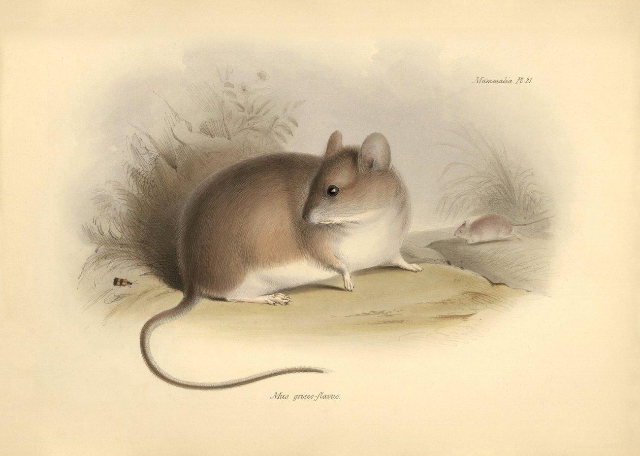 Zoologia: o "Mus griseoflavus" ou rato das folhas descrito por Charles Darwin durante a sua viagem de exploração a bordo do Beagle. Placa de "The Zoology of the voyage of H.M.S. Beagle under the command of Captain Fitzroy during the years 1832 to 1836 edit de Unbekannter Künstler