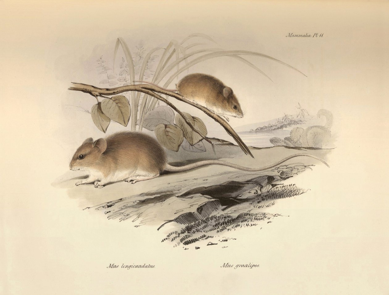 Zoologia: o "Mus longicaudatus" e o "Mus gracilipes" (rato) descritos por Charles Darwin durante a sua viagem de exploração a bordo do Beagle. Placa de "The Zoology of the voyage of H.M.S. Beagle under the command of Captain Fitzroy during the years 1832 t de Unbekannter Künstler