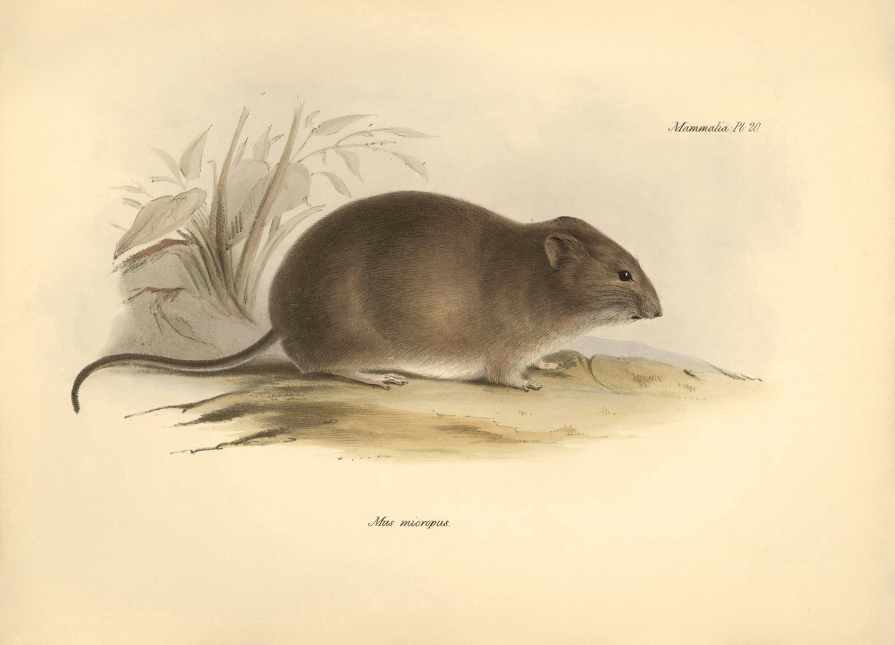 Zoologia: o "Mus micropus" ou rato orelhudo descrito por Charles Darwin durante a sua viagem de exploração a bordo do Beagle. Placa de "The Zoology of the voyage of H.M.S. Beagle under the command of Captain Fitzroy during the years 1832 to 1836 edited de Unbekannter Künstler