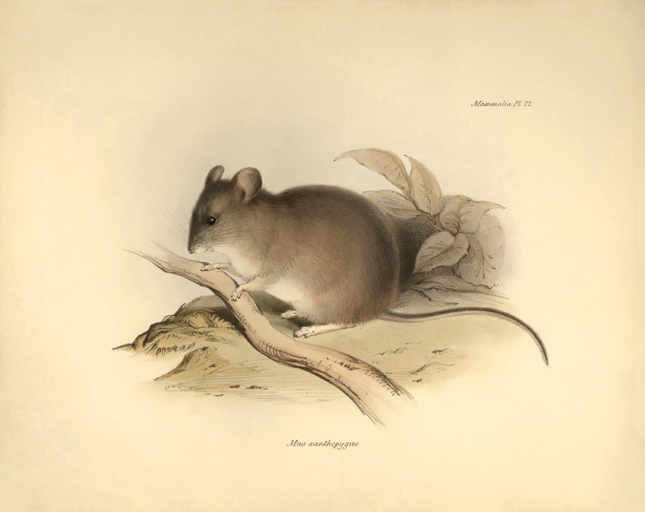 Zoologia: o "Mus xanthopygus" ou rato xanthopygus descrito por Charles Darwin durante a sua viagem de exploração a bordo do Beagle. Placa de "The Zoology of the voyage of H.M.S. Beagle under the command of Captain Fitzroy during the years 1832 to 1836 e de Unbekannter Künstler