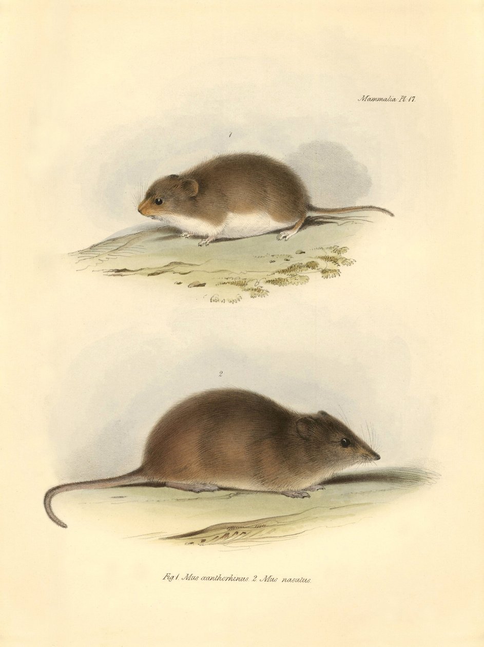 Zoologia: o "Mus xanthorhinus" ou rato do campo e o "Mus nasutus" descritos por Charles Darwin durante a sua viagem de exploração a bordo do Beagle. Placa de "The Zoology of the voyage of H.M.S. Beagle under the command of Captain Fitzroy during the years  de Unbekannter Künstler