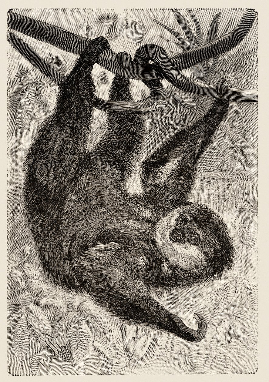 Zoologia: unau ou lazy descreve e ilustra por Carlo Vogt e Federico Specht em "História natural illustree: mammals" 1884 de Unbekannter Künstler