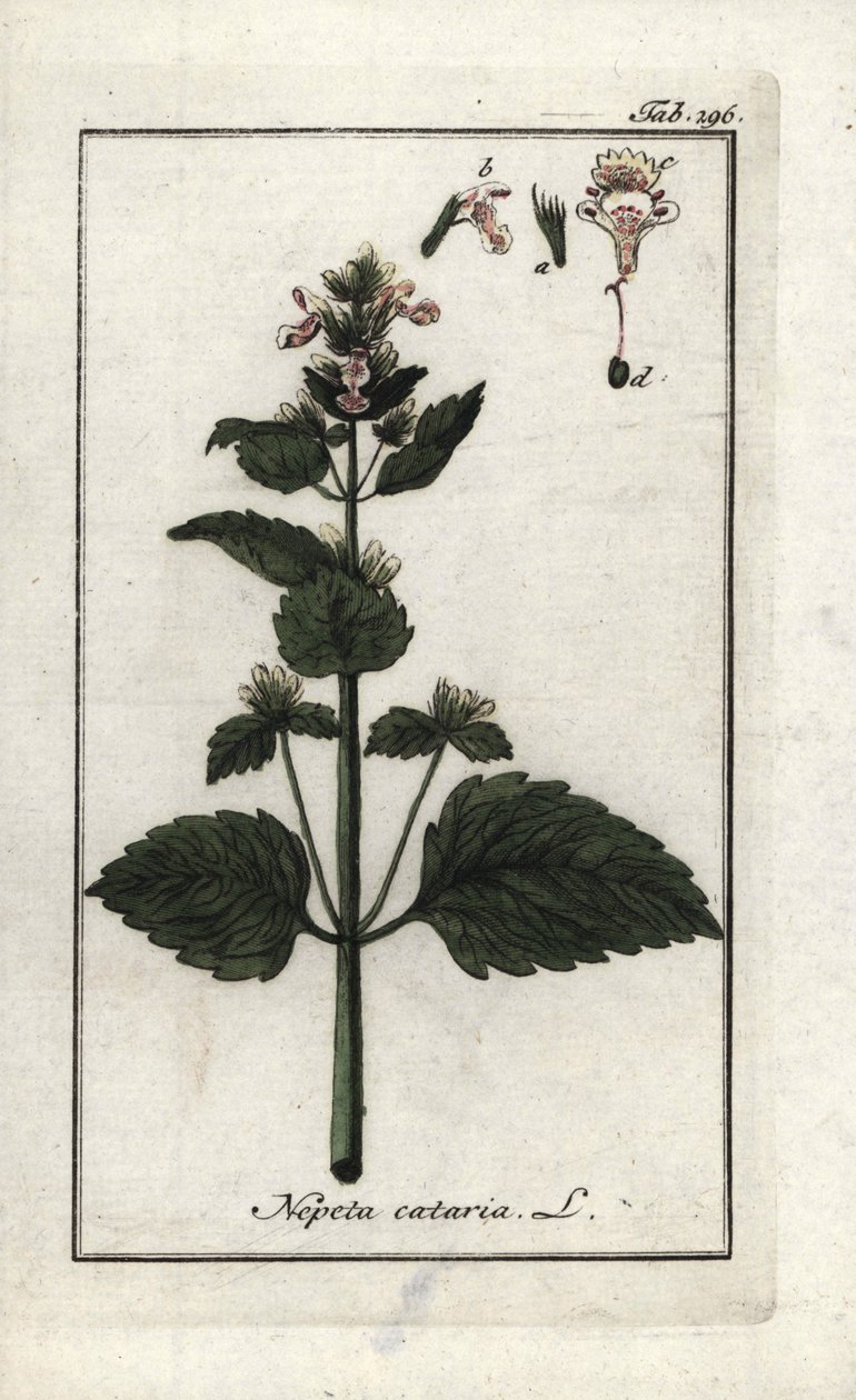 catary ou catary ou cat mint (Nepeta cataria). Litografia de "Afbeelding der Artseny-Gewassen" de Johannes Zorn (1739-1799), Países Baixos de Unbekannter Künstler
