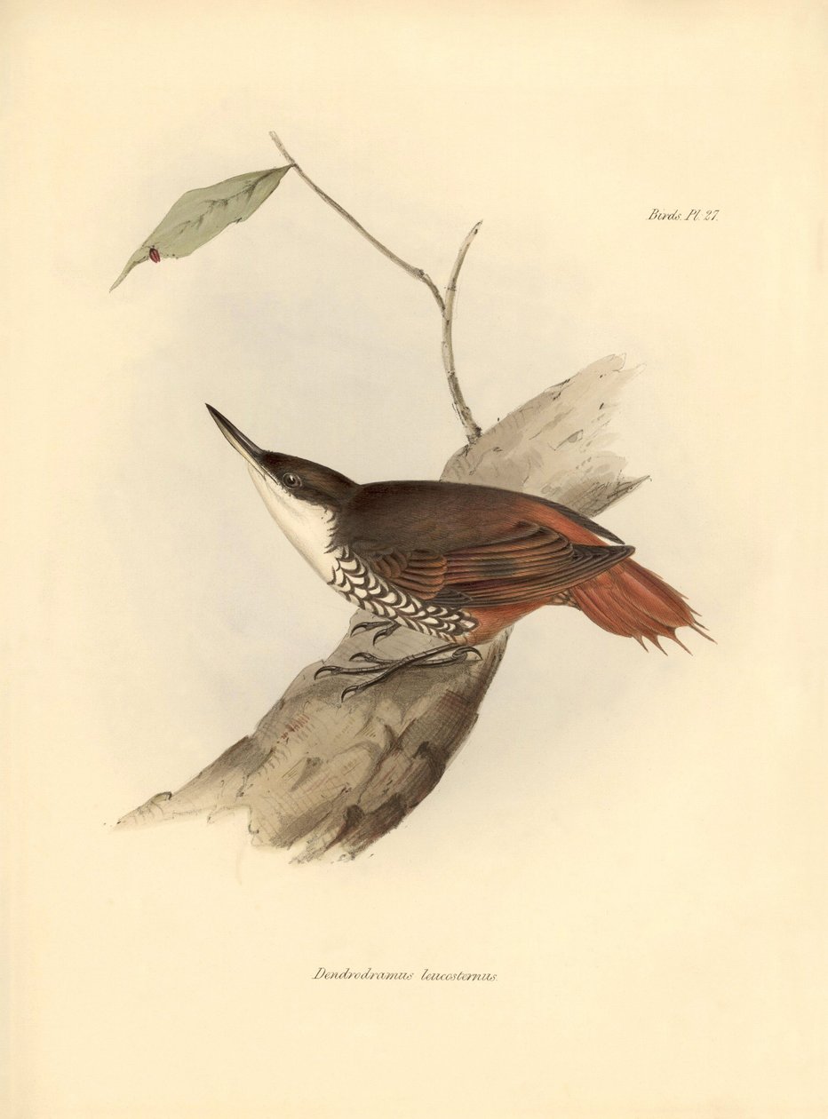 ornitologia: "Dendrodamus leucosternus" ave da América do Sul observada e descrita por Charles Darwin (1809-1882). Placa de "The zoology of the voyage of H.M.S. Beagle. Flight. III, Aves descritas por John Gould, com informações sobre os seus hábitos por C de Unbekannter Künstler