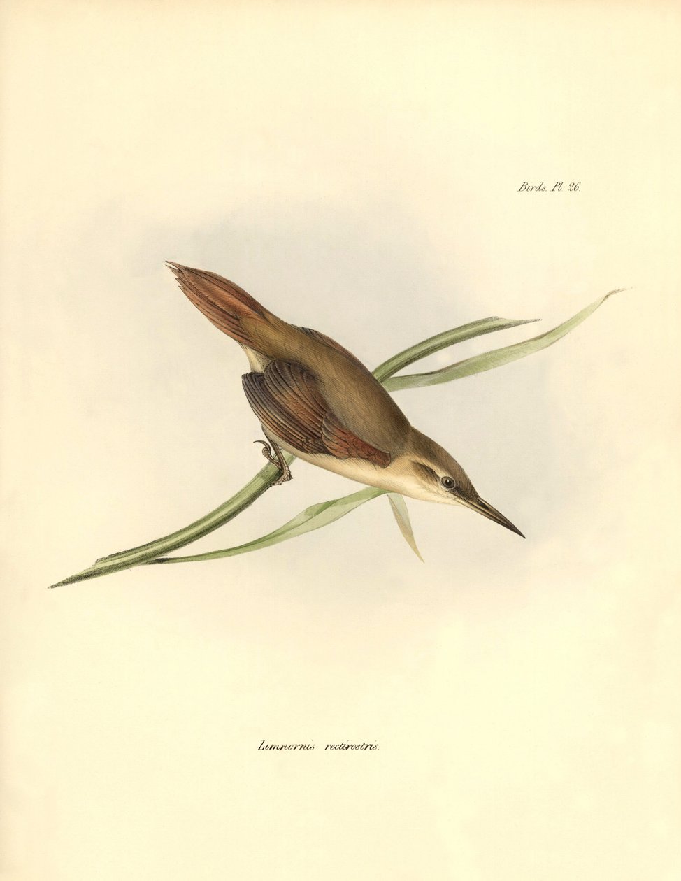 ornitologia: O passeriforme da América do Sul "Limnornis rectirostris" é observado e descrito por Charles Darwin (1809-1882). Placa de "The zoology of the voyage of H.M.S. Beagle. Flight. III, Aves descritas por John Gould, com informações sobre os seus há de Unbekannter Künstler