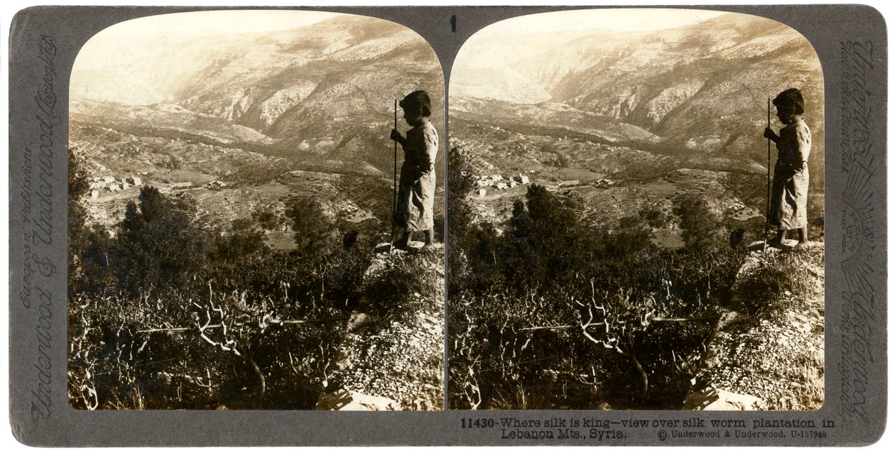 Uma plantação de bicho-da-seda nas montanhas do Líbano, Síria, em 1900. de Underwood and Underwood