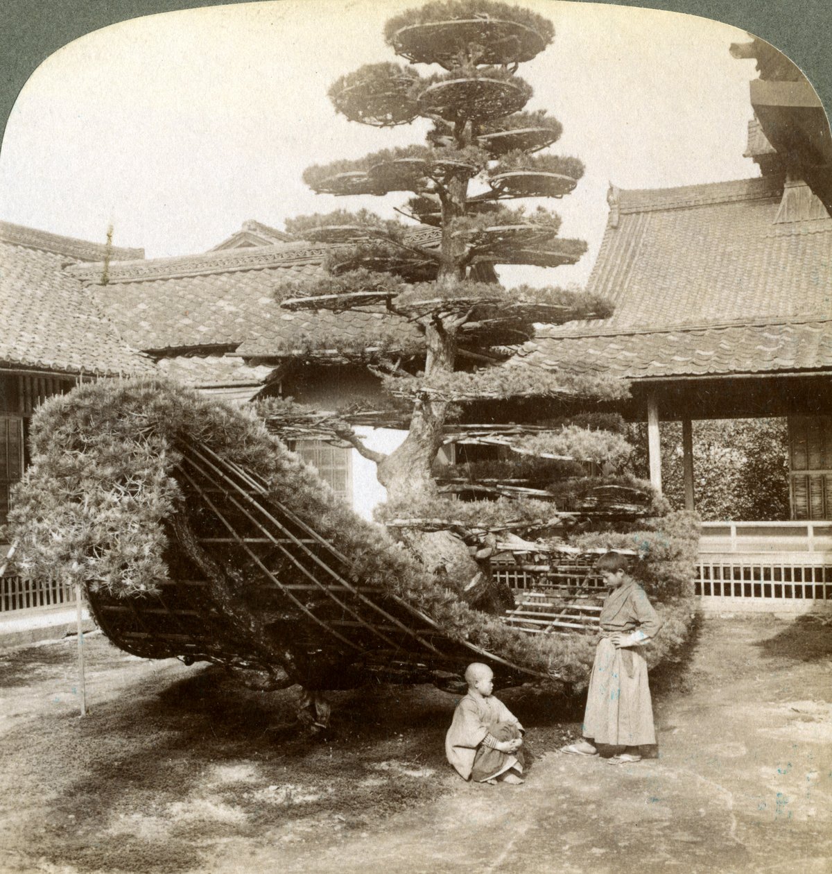 Um único pinheiro treinado na forma de um barco, mosteiro de Kinkaku-ji, Kyoto, Japão, 1904 de Underwood and Underwood