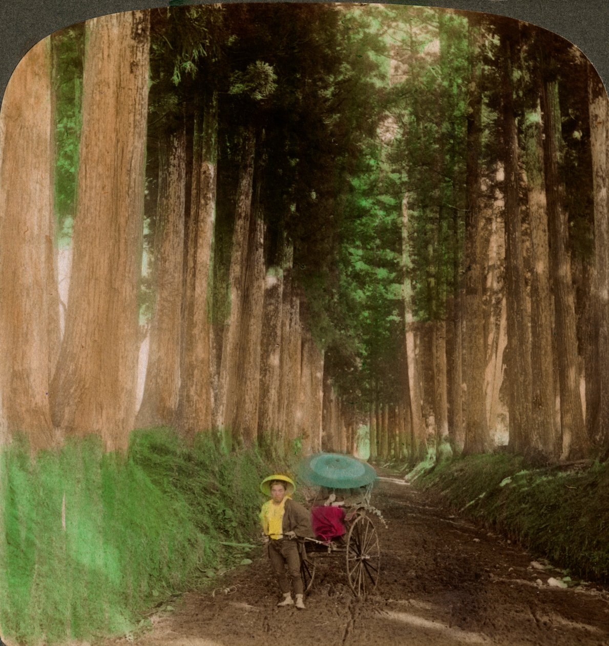 Uma avenida de árvores de cedro cryptomeria, Nikko, Japão, 1896. de Underwood and Underwood