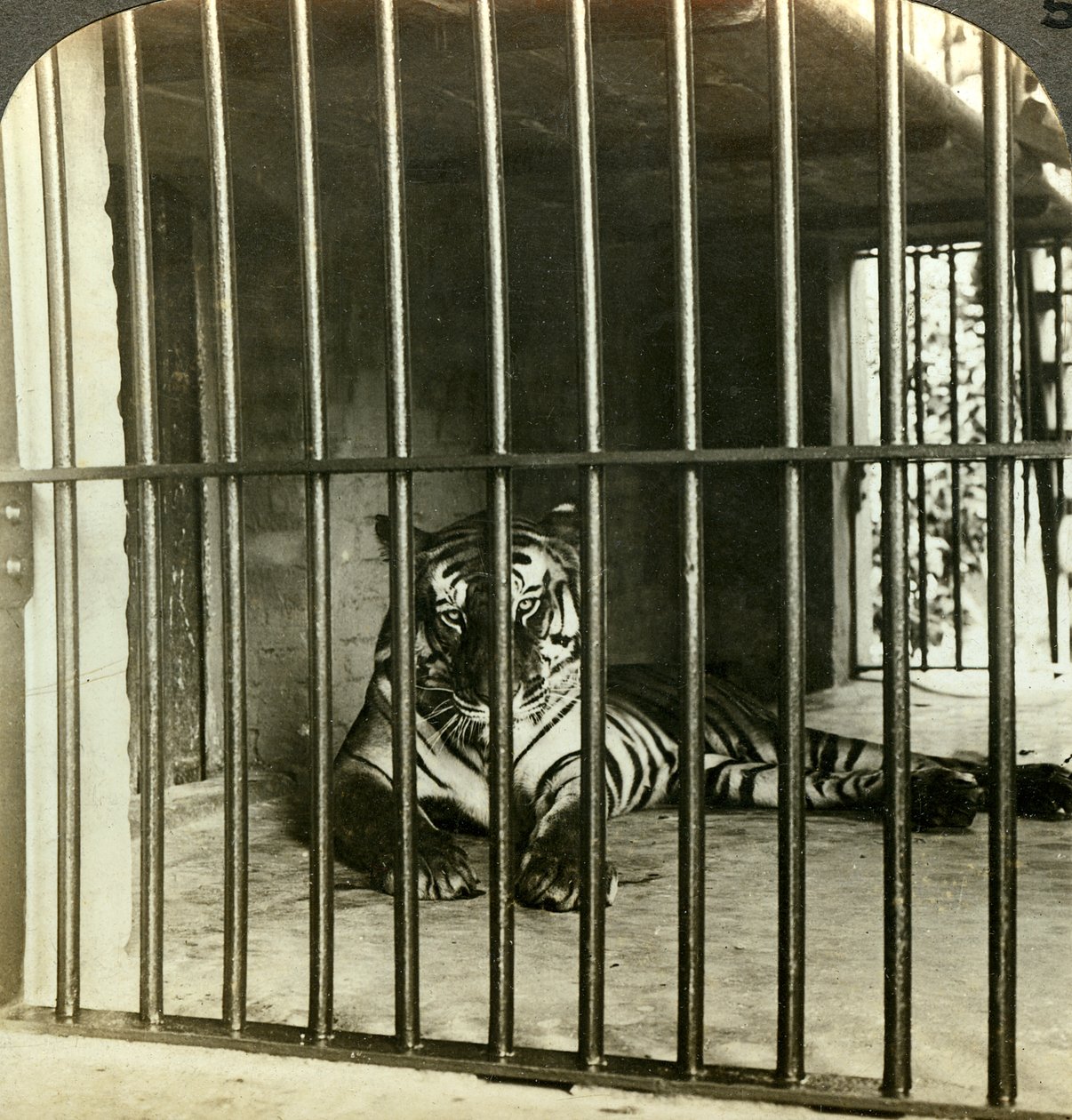 Tigre comedor de homem capturado culpado por 200 mortes, Calcutá, Índia, c1903. de Underwood and Underwood