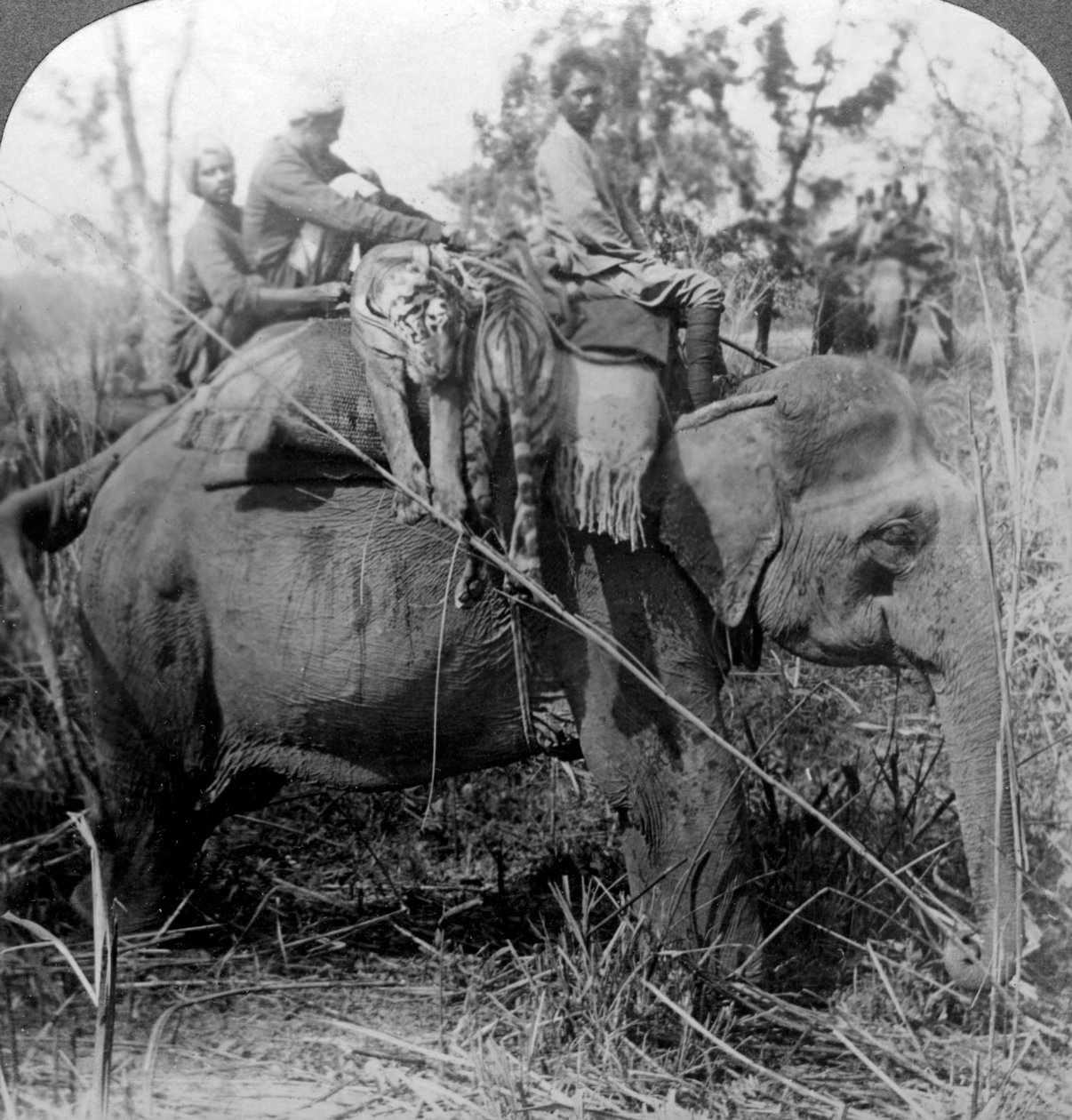 Carregando tigres mortos de volta ao acampamento, Behar ungle, Índia, c1900s. de Underwood and Underwood