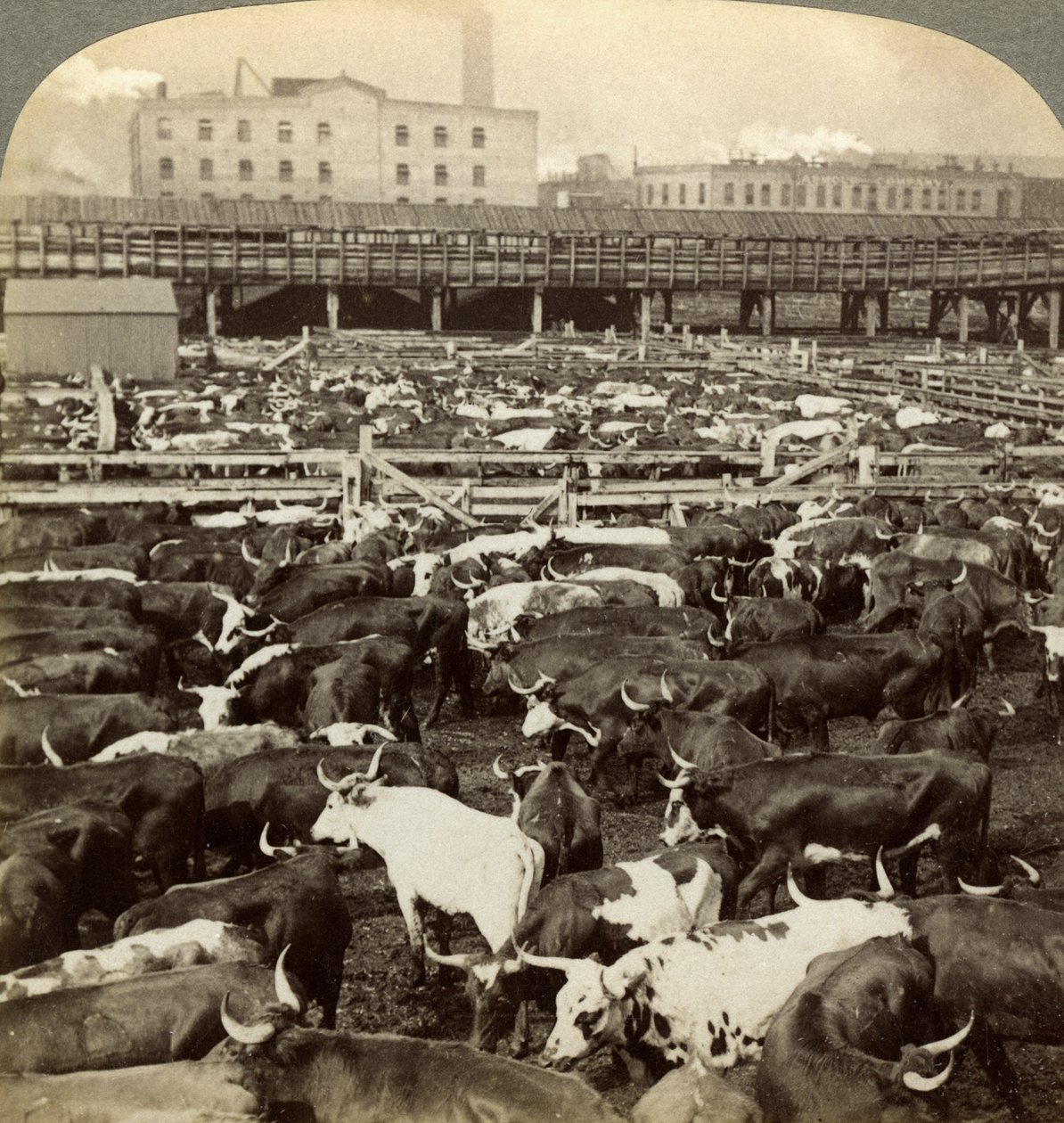 Gado, Great Union Stock Yards, Chicago, Illinois, EUA. de Underwood and Underwood